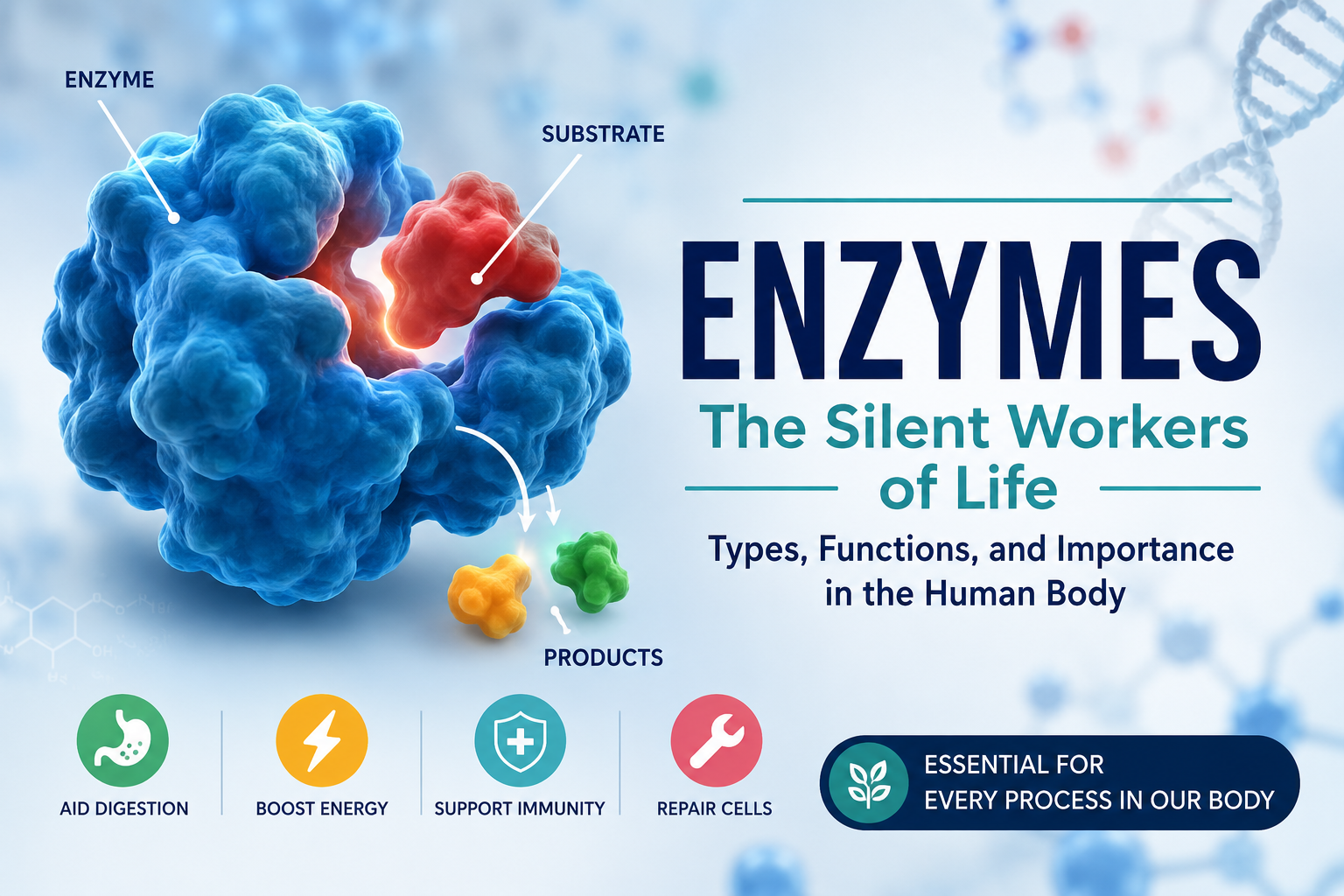 Enzyme